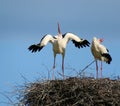 White stork couple. Ciconia ciconia. Latvia.
